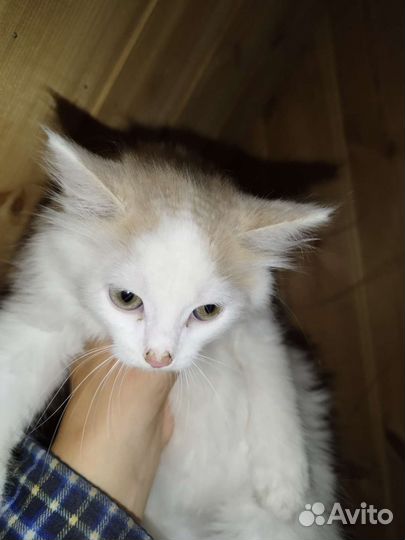 Отдаются котята в добрые руки