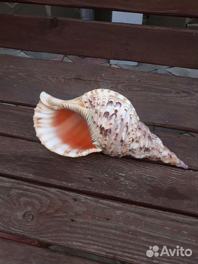 Морские ракушки