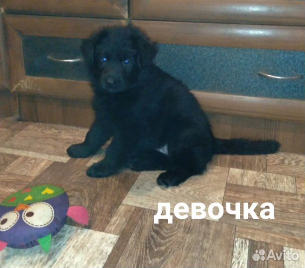 Щенок немецкой овчарки сука д/ш