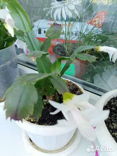 Декабрист шлюмбергера сортовая