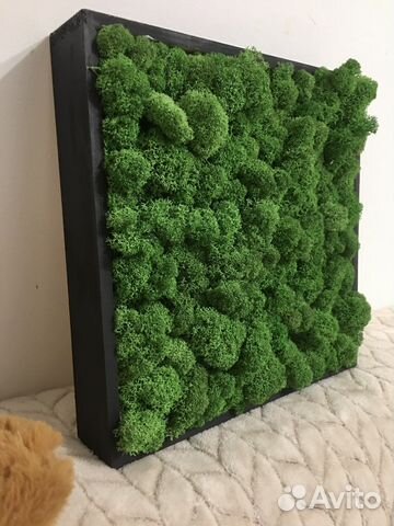 Панно со стабилизированным мхом 