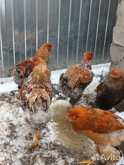 Молодые петухи