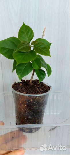 Бугенвилия