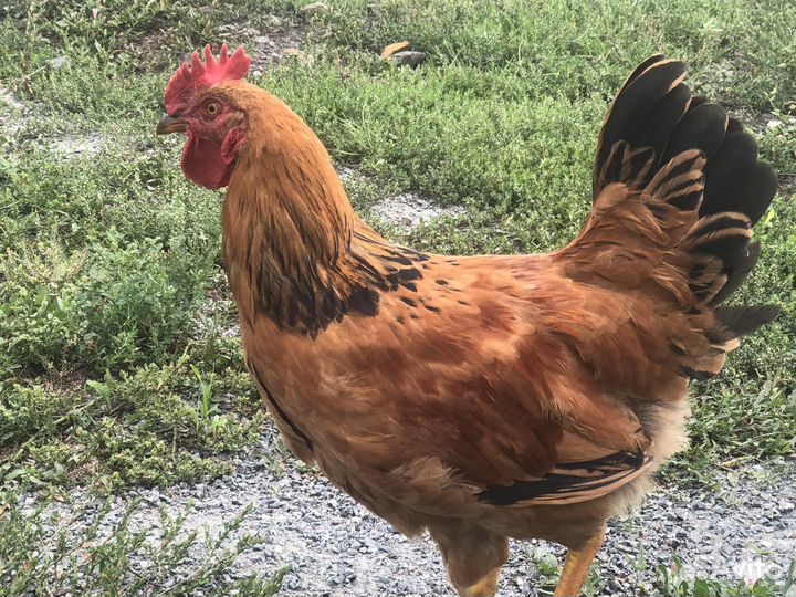 Продам кучинских петушков