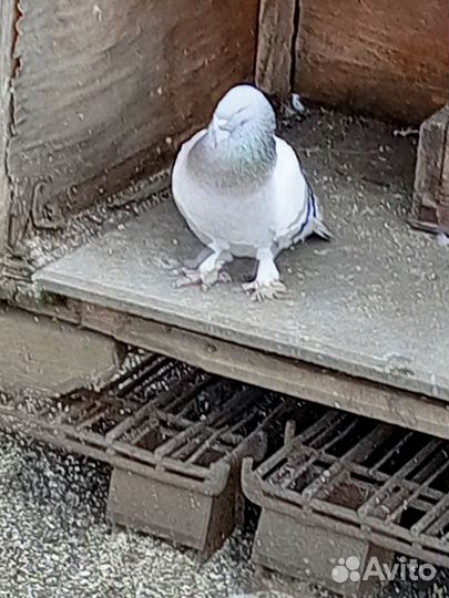 Турецкая такла