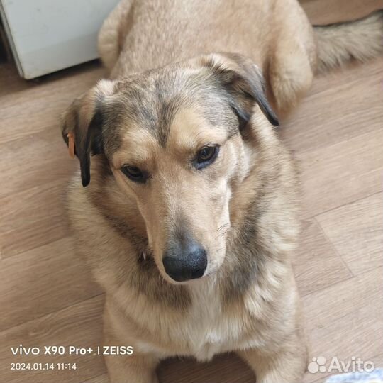 Собака Кекс охранник