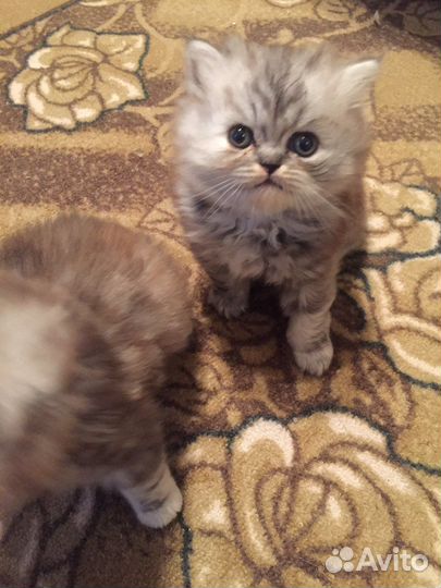 Котята персидские