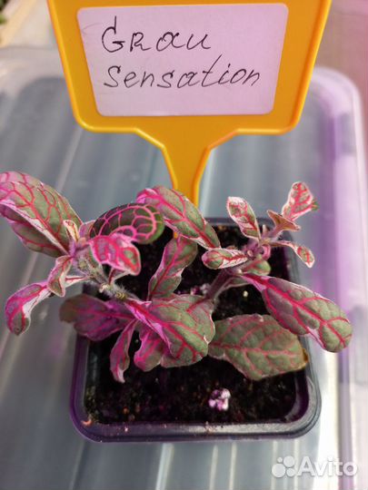 Фиттонии,20 сортов