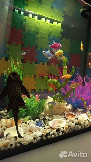 Аквариум с рыбками