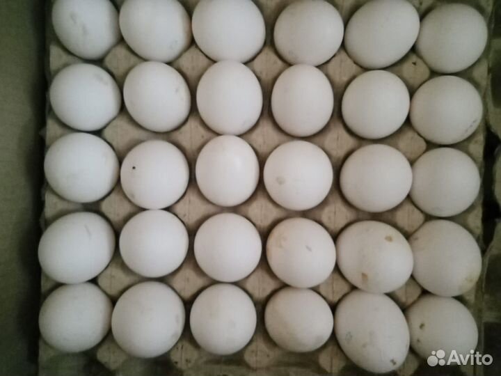 Яйцо куриное, загрязненка