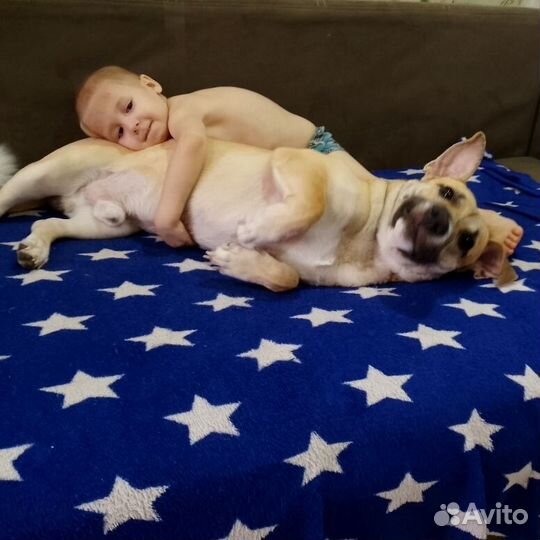 Собака в добрые руки