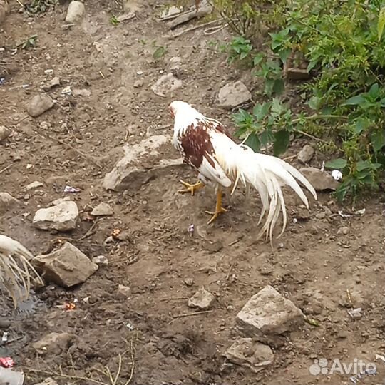 Китайские еокогомо