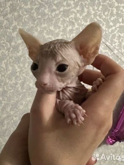 Донской сфинкс