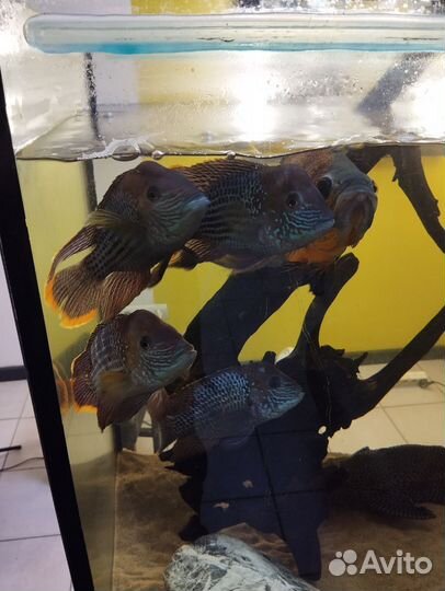 Астронотус и акара бирюзовая