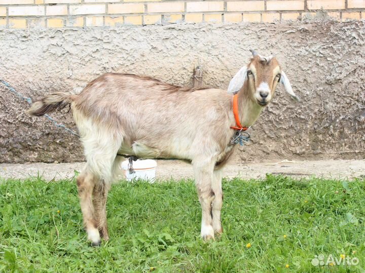 Коза, козел