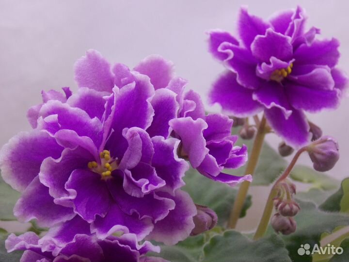 Цветущие фиалки