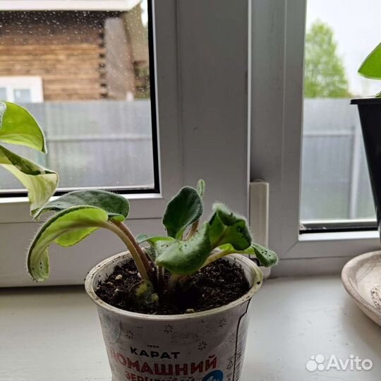 Фиалки сортовые