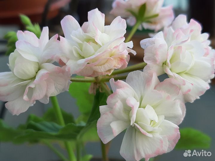 Пеларгония зональная Апрельский снег / April Snow