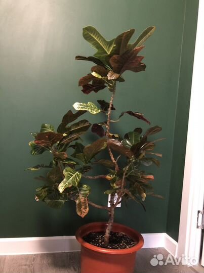 Кодиеум кротон экселент большой