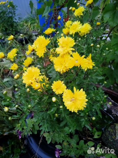 Хризантема