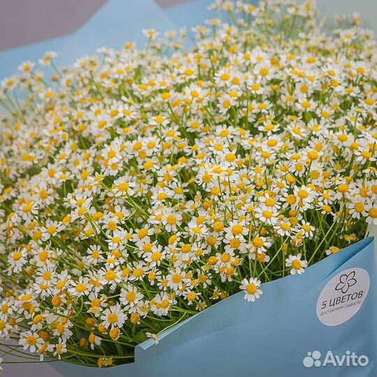 Букет 101 ромашка кустовая кустовая, цветы доставк
