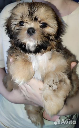 Щенки ши-тцу