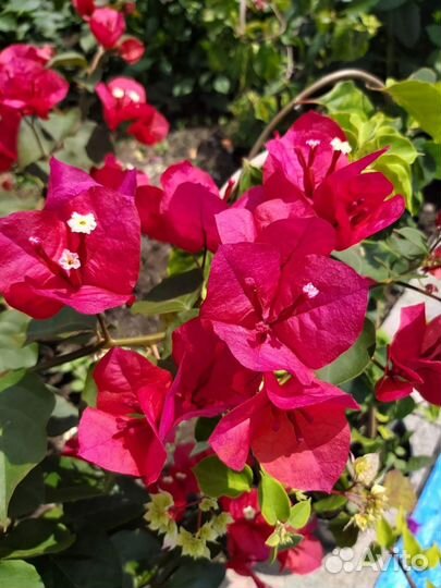 Бугенвиллия