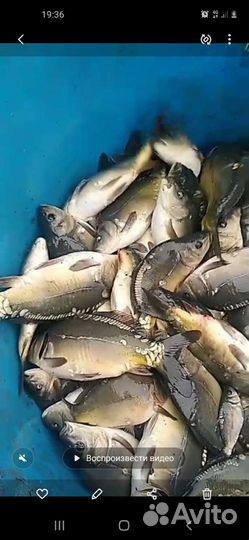 Малёк карпа