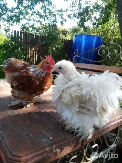 Инкубационное яйцо