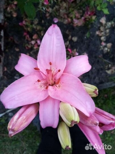 Букеты из лилий