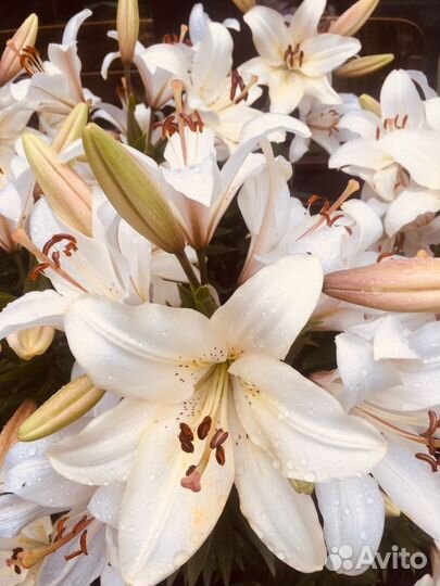 Лилии и лилейники