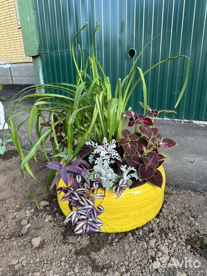 Колеус для клумбы