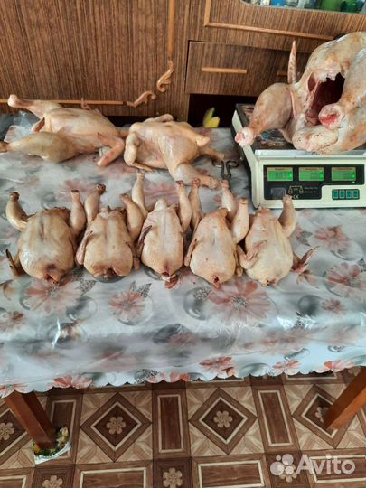 Цыплята - корнишоны домашние Куры Инлейка