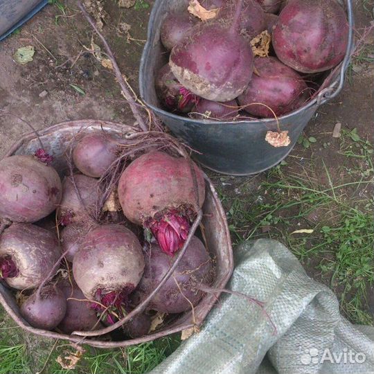 Картофель, свекла, с доставкой