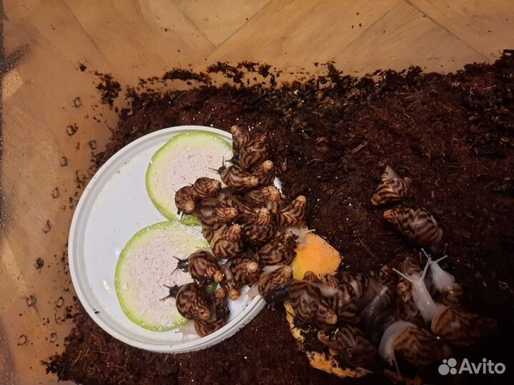 Улитки Ахатины (разные виды)