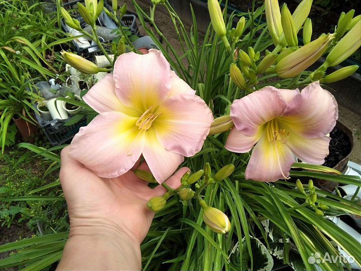 Лилейник с открытой корневой системой (окс)