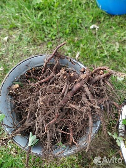 Лапчатка белая