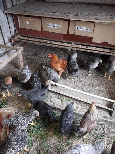 Петушки разных пород