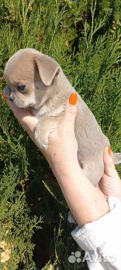 Мальчишки чихуашки