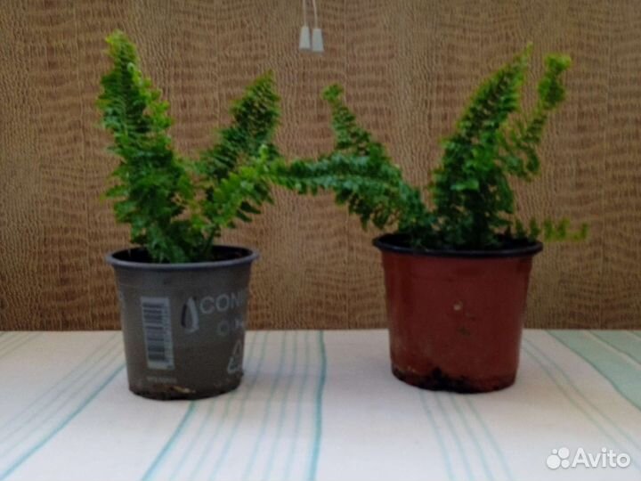 Папоротник комнатный нефролепис кудрявый