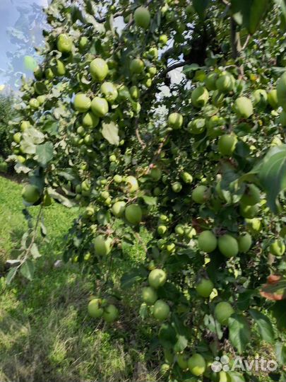 Сборщик яблок