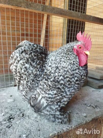 Куры карликовый кохинхин