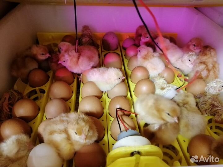 Цыплята кур несушек, красивые здоровые