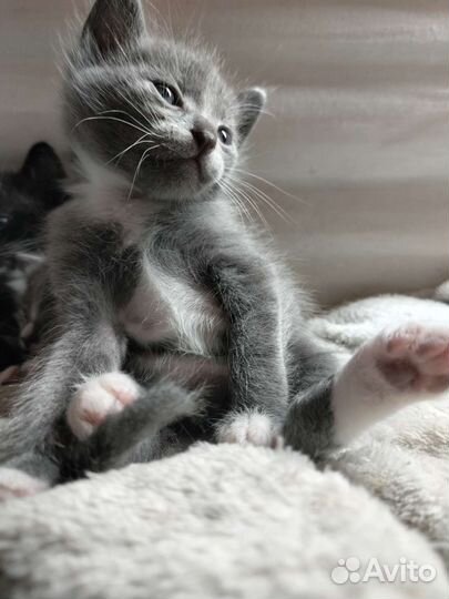 Котята в добрые руки бесплатно