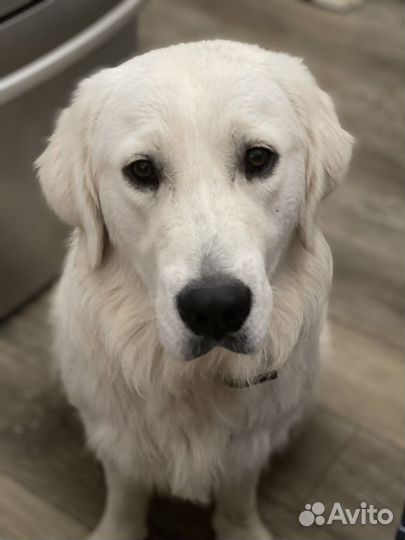 Вязка кобель