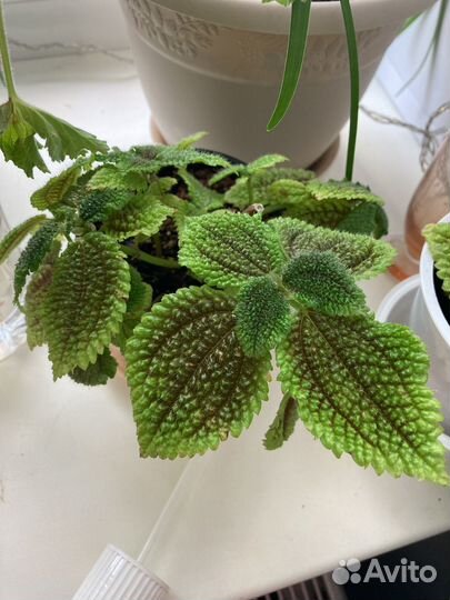 Комнатные растения