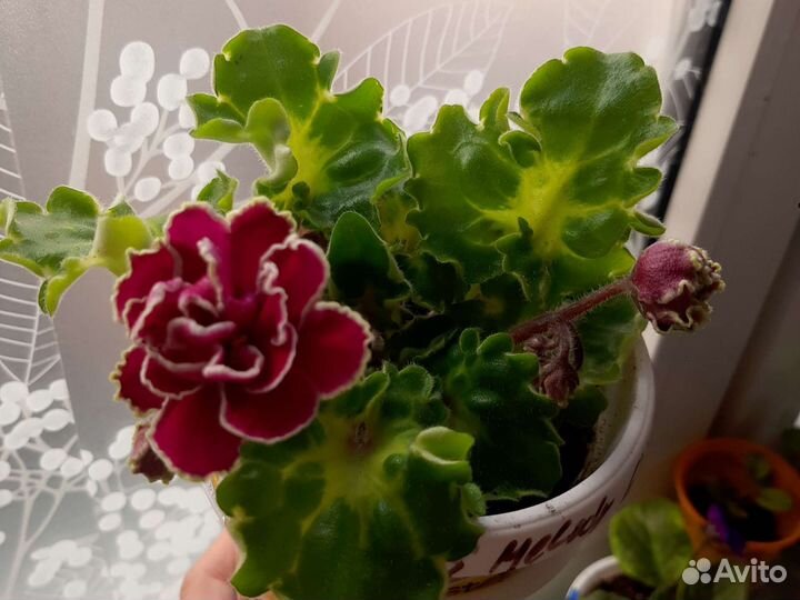 Сортовые фиалки, птица радость