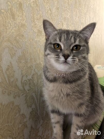 Отдам кошек в добрые руки