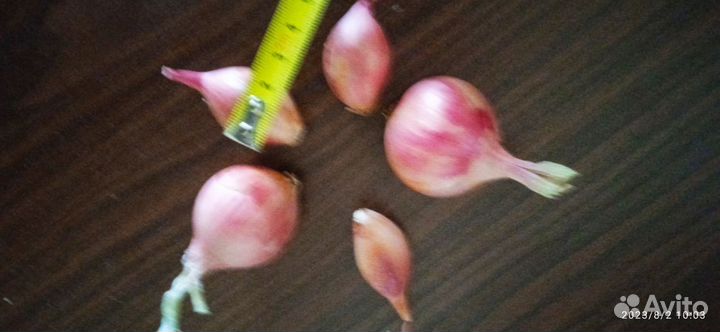 Лук семейка озимый