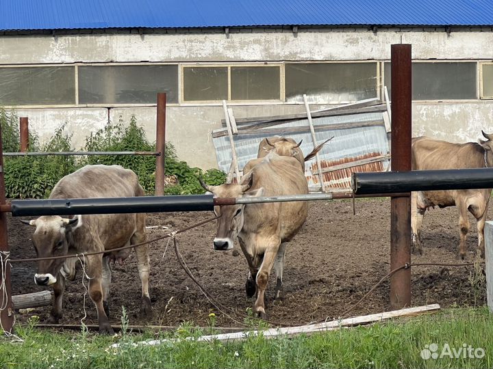 Корова швицкая